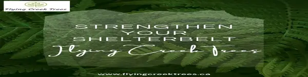 Flying Creek Trees - Regina business