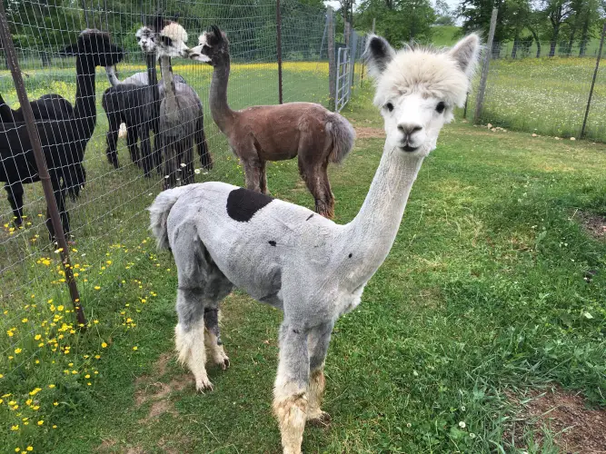 Lady Grantham almost 2 years.JPG