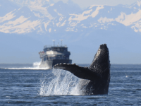 FullTide Ocean Safaris - Saint John business