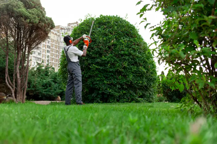professional-trimming-large-bush-city-park.jpg