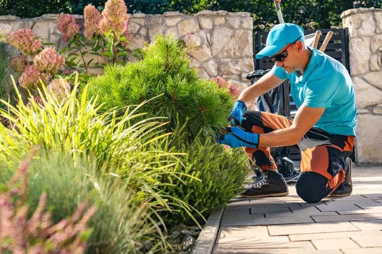 landscaper-trimming-pine-bush-with-secateurs.jpg