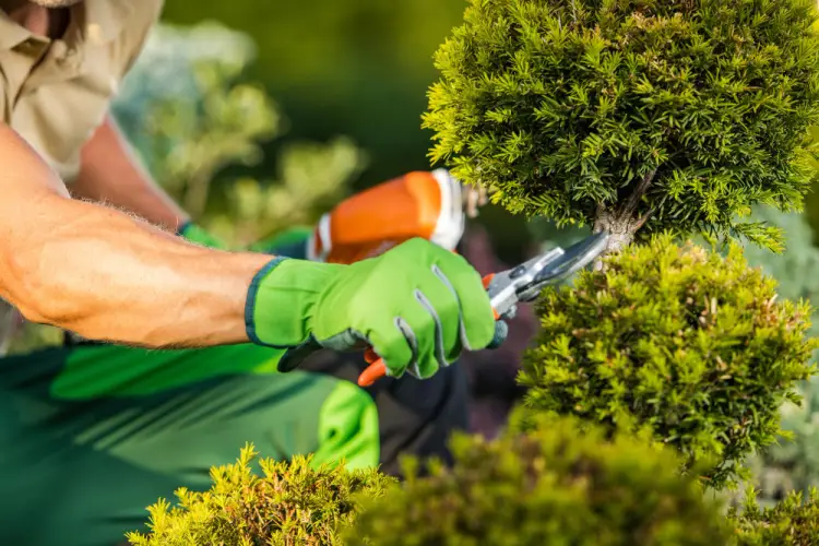 close-up-gardener-trimming-ornamental-shrub.jpg