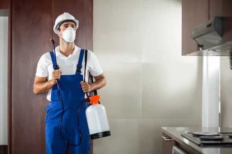 kitchen-pest-control-fumigation.jpg