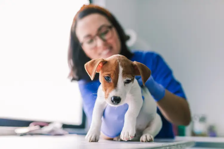puppy-veterinary-exam-closeup.jpg