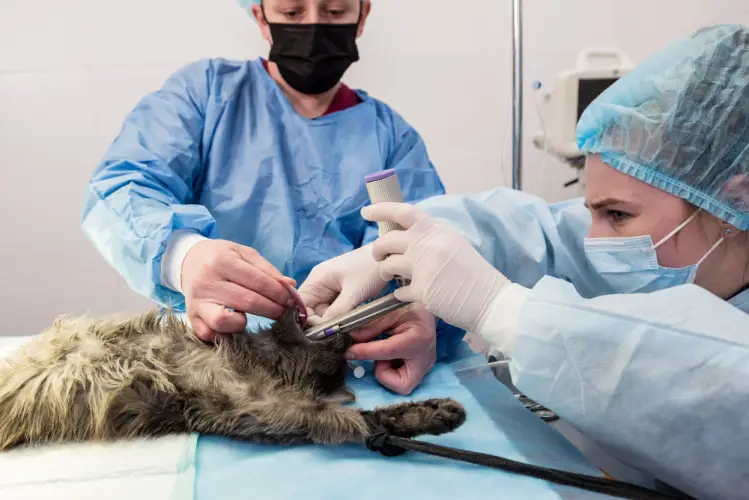 veterinarians-performing-surgery-on-cat.jpg
