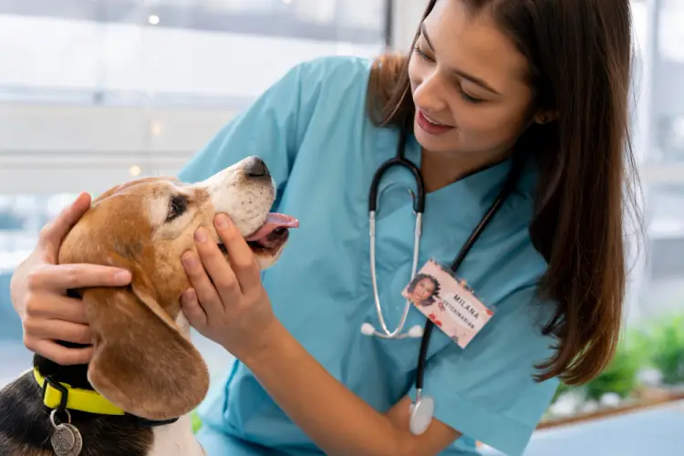 female-veterinarian-examining-beagle-dog.jpg