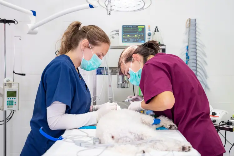 dog-surgery-veterinary-team-operating.jpg