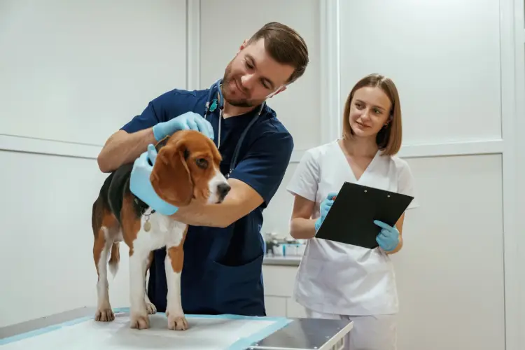 vet-checkup-beagle-dog-two-vets.jpg