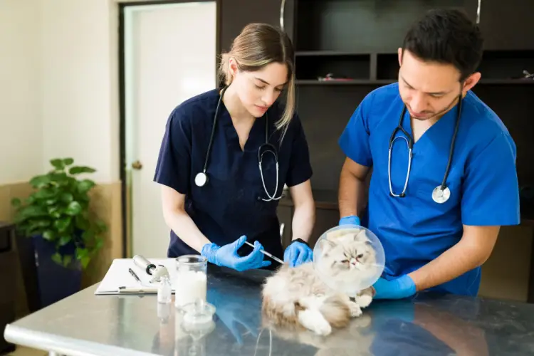 veterinary-team-treating-cat.jpg