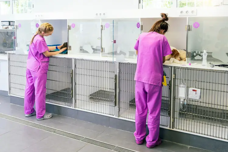 animal-hospital-technicians-in-scrubs.jpg