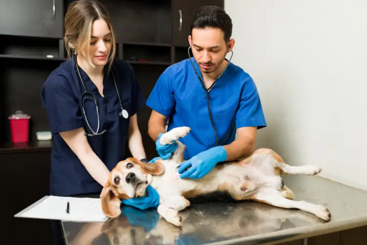 veterinarians-examining-beagle-dog.jpg