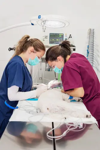 dog-surgery-two-female-veterinarians.jpg