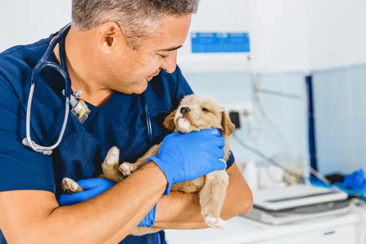 veterinarian-holding-cute-puppy.jpg