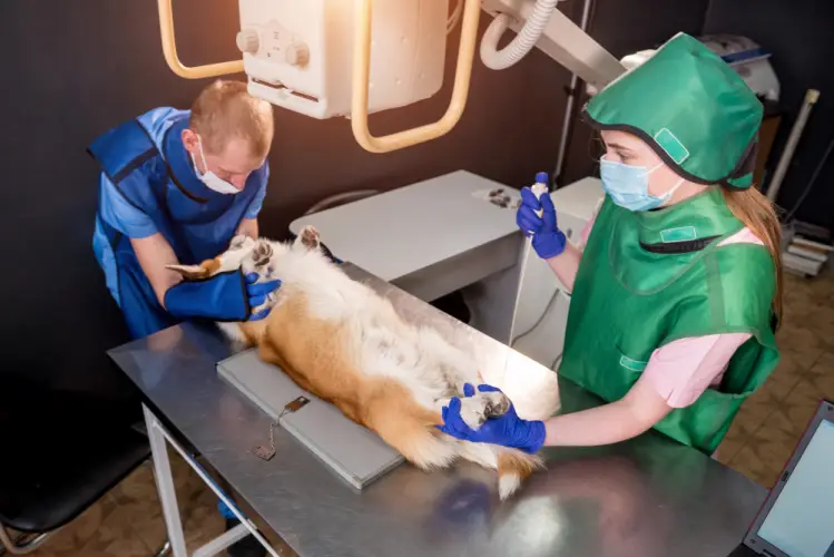 veterinary-xray-corgi-dog.jpg