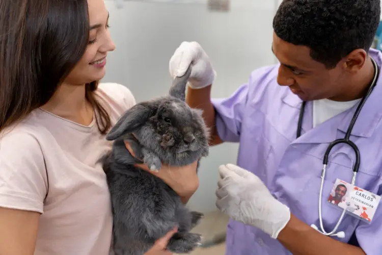 veterinarian-checking-rabbit-ears.jpg