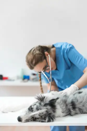 vet-checkup-border-collie-dog.jpg