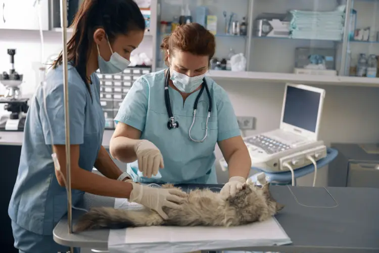 veterinarians-performing-cat-examination.jpg