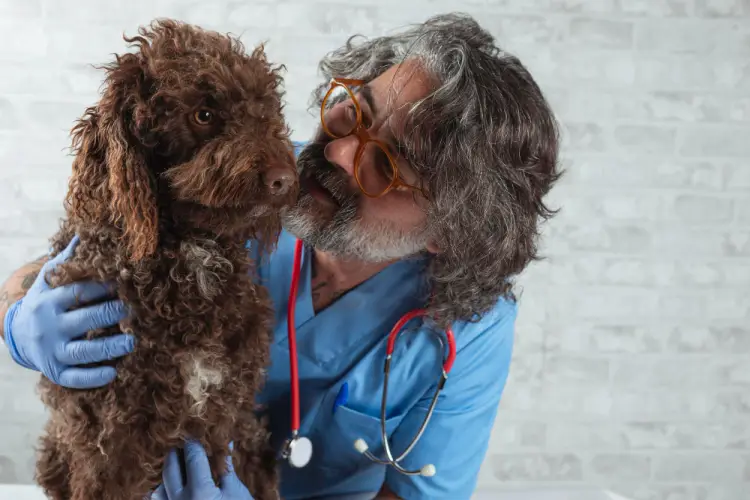 veterinarian-examining-curly-haired-dog.jpg