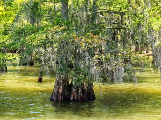 cypress-trees-wetlands.jpg