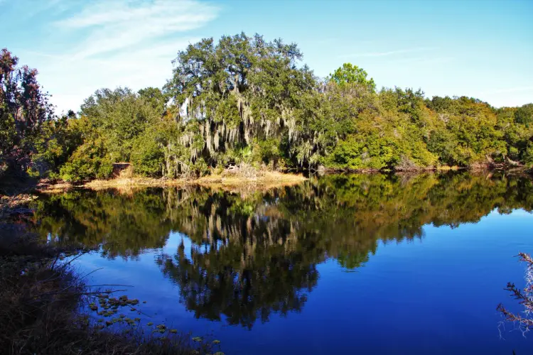 lake-reflection-spanish-moss.jpg