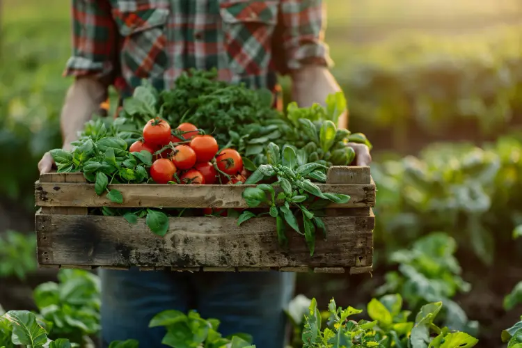 organic-vegetables-harvested-in-wooden-crate.jpg