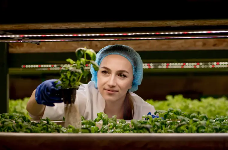 hydroponic-farming-technician-harvesting-leafy-greens.jpg