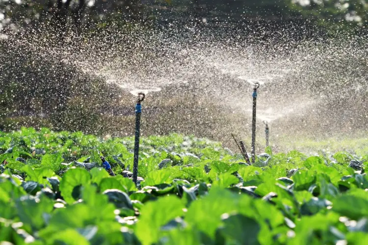 sprinkler-irrigation-system-watering-lettuce-field.jpg