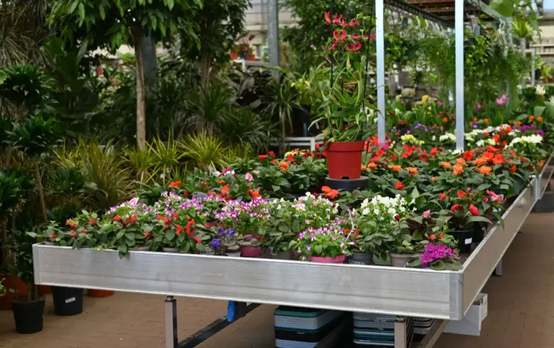 greenhouse-colorful-flower-display.jpg