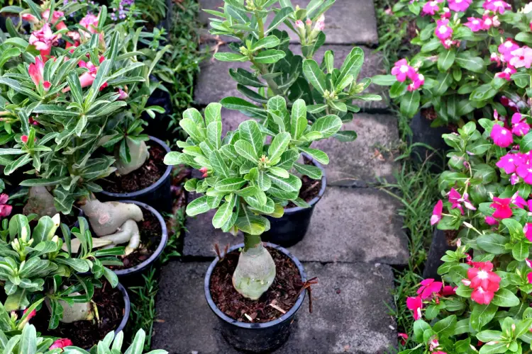 desert-rose-plants-on-display.jpg