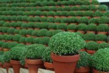 Salisbury Greenhouse At Enjoy - Edmonton business