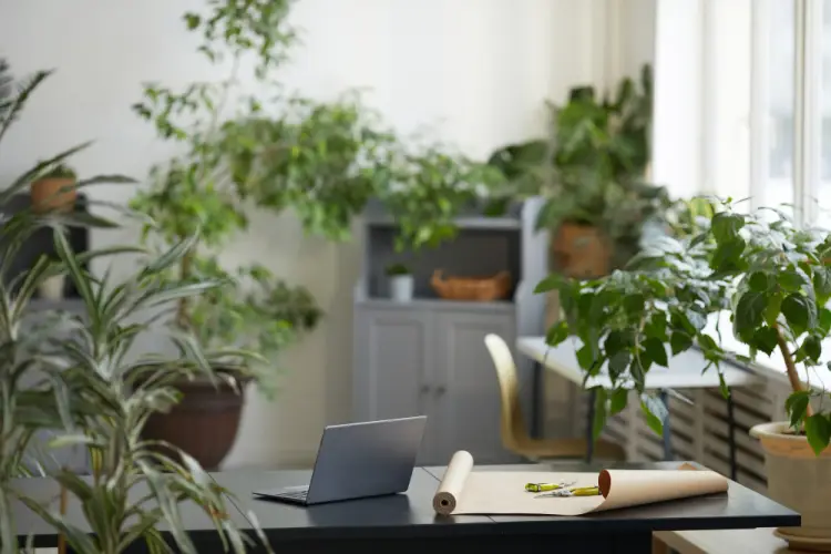 indoor-office-filled-with-medicinal-plants.jpg