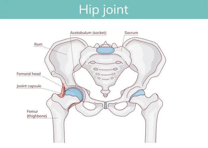 hip-joint-anatomy-diagram-labeled-illustration.jpg