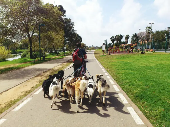 professional-dog-walker-with-multiple-dogs.jpg