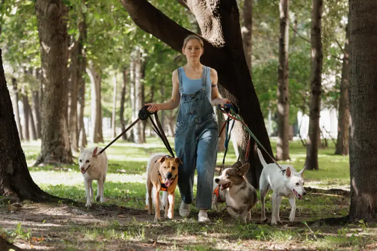 dog-walker-taking-dogs-for-a-walk-in-nature.jpg