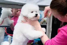 J & J Pet Club business
