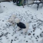 Windsor Pet Nanny Ltd - Trusted Care for Your Pets - Windsor - Babysitting listing