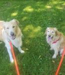 Premium Pet Care Services at Walks & Wags - Montreal - Wanted listing