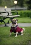 Professional Photography Services in Toronto - Only $60/hr - Toronto - Event Photography listing