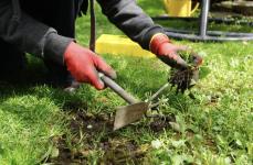 Expert Weeding, Trimming, and Yard Cleanups in North York, Toronto - Toronto - Lawn Care Services listing