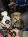 Pet Care Services in Bathurst/St. Clair, Toronto - Dog Sitting listing in Toronto