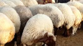 Awassi and Gissar (Fat tail sheep for sale) - Farm & Garden listing in Toronto