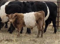 Belted Galloways heifers, bred heifers and cow/calf pairs - Calgary - Farm & Garden listing