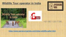 Wildlife tour operator in India 91 98713107796 - Yellowknife - Cultural Tours listing