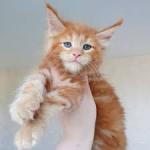 Available Maine Coon Kittens For Sale – $950 Each - photo 3 / 4