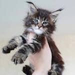 Available Maine Coon Kittens For Sale – $950 Each - Toronto - General listing