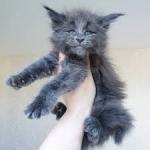 Available Maine Coon Kittens For Sale – $950 Each - photo 4 / 4