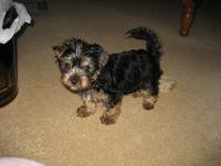 Cute Female yorkie pup - Free listing in Toronto