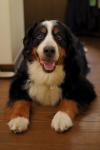 Bella The Bernese Mountain Dog - Free listing in Toronto