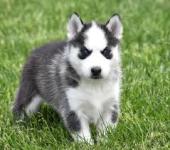 Cute and Adorable Siberian Husky Puppies - Abbotsford - Arts & Crafts listing