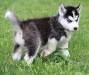Sweet Siberian Husky Puppies - Abbotsford - Arts & Crafts listing
